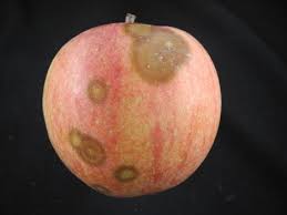 Effects of Ethylene on Apples